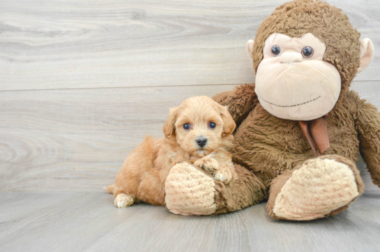 Maltipoo Puppy for Adoption