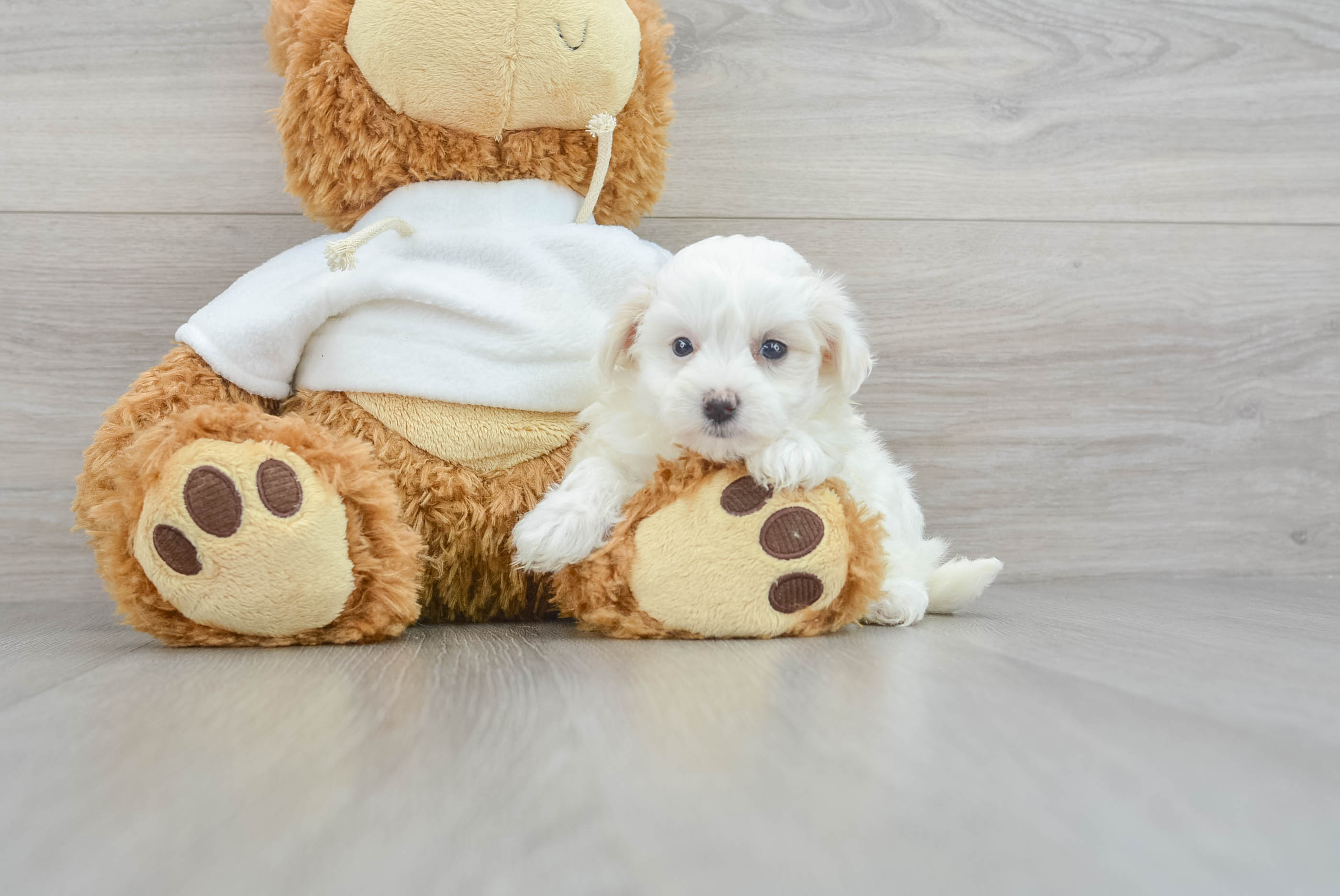Maltipoo Puppy for Adoption
