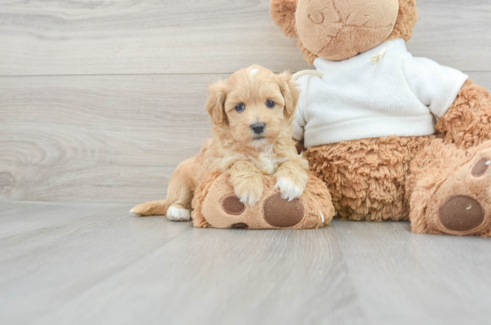 5 week old Maltipoo Puppy For Sale - Puppy Love PR