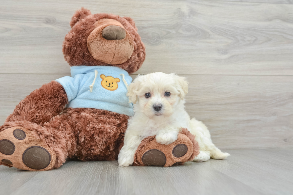 Cute Maltipoo Baby