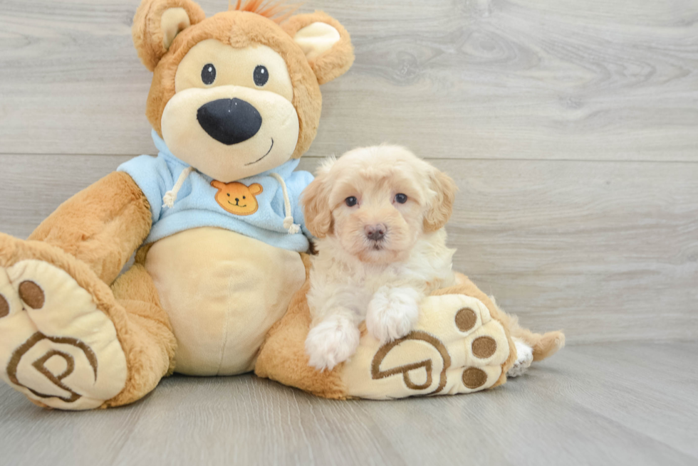 Maltipoo Pup Being Cute