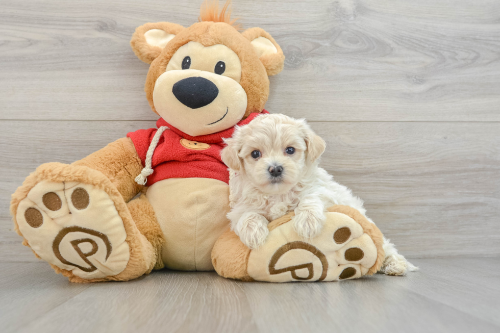 Fluffy Maltipoo Poodle Mix Pup