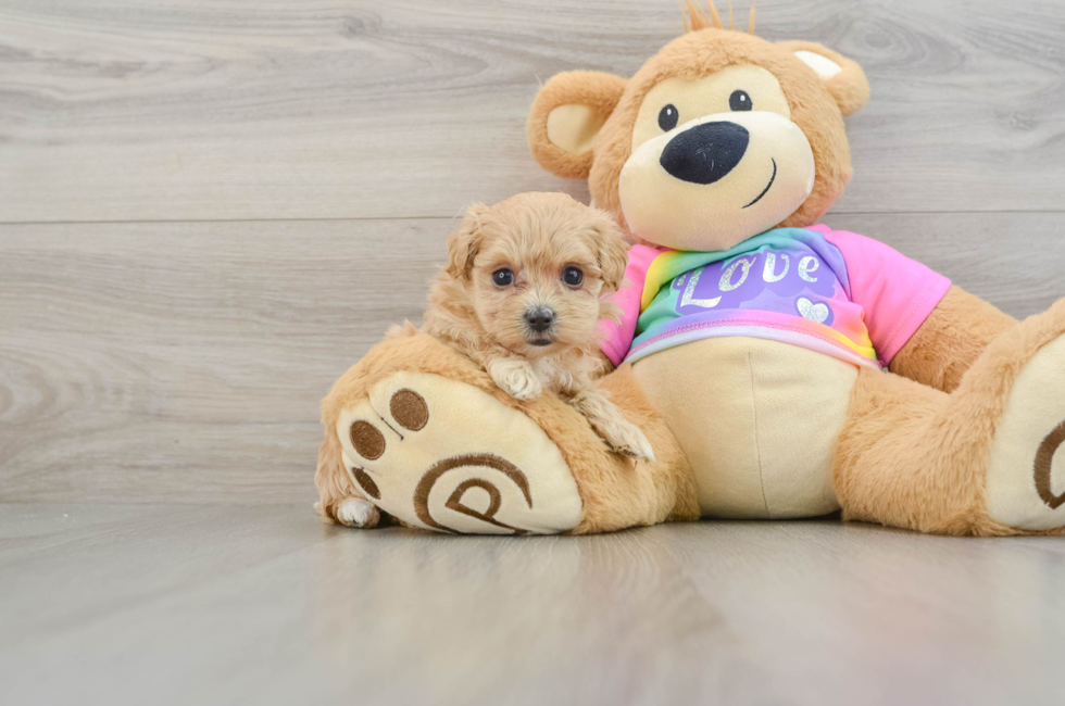 6 week old Maltipoo Puppy For Sale - Puppy Love PR