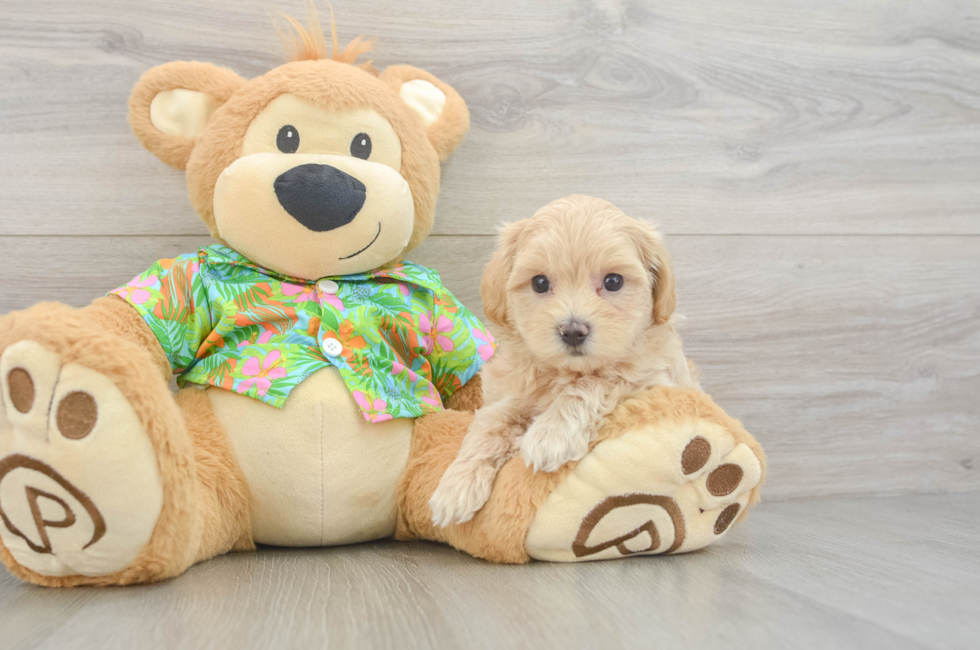 7 week old Maltipoo Puppy For Sale - Puppy Love PR