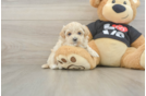 Best Maltipoo Baby