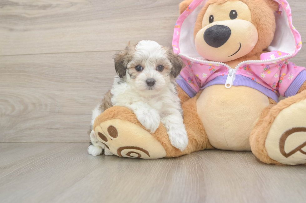 6 week old Maltipoo Puppy For Sale - Puppy Love PR