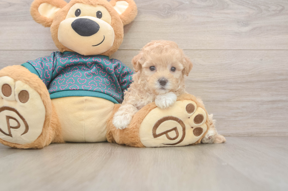 5 week old Maltipoo Puppy For Sale - Puppy Love PR