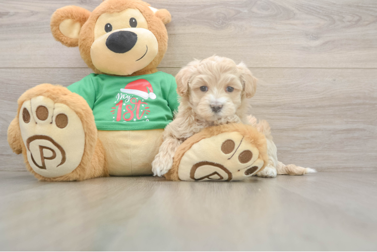 Best Maltipoo Baby
