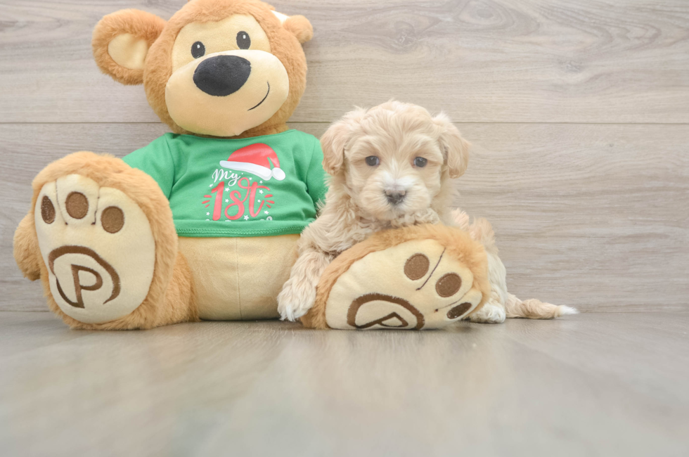 5 week old Maltipoo Puppy For Sale - Puppy Love PR