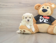 8 week old Maltipoo Puppy For Sale - Puppy Love PR