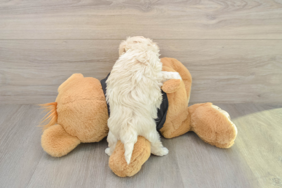 Friendly Maltipoo Baby