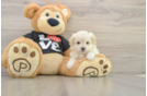 Sweet Maltipoo Baby