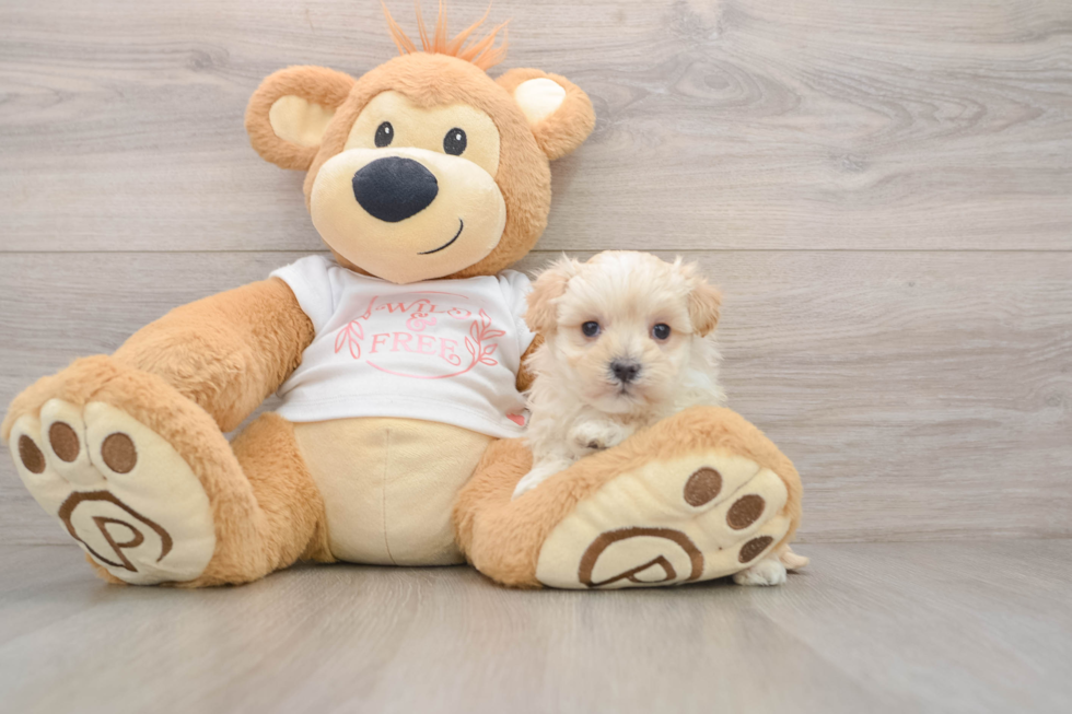 Energetic Maltepoo Poodle Mix Puppy