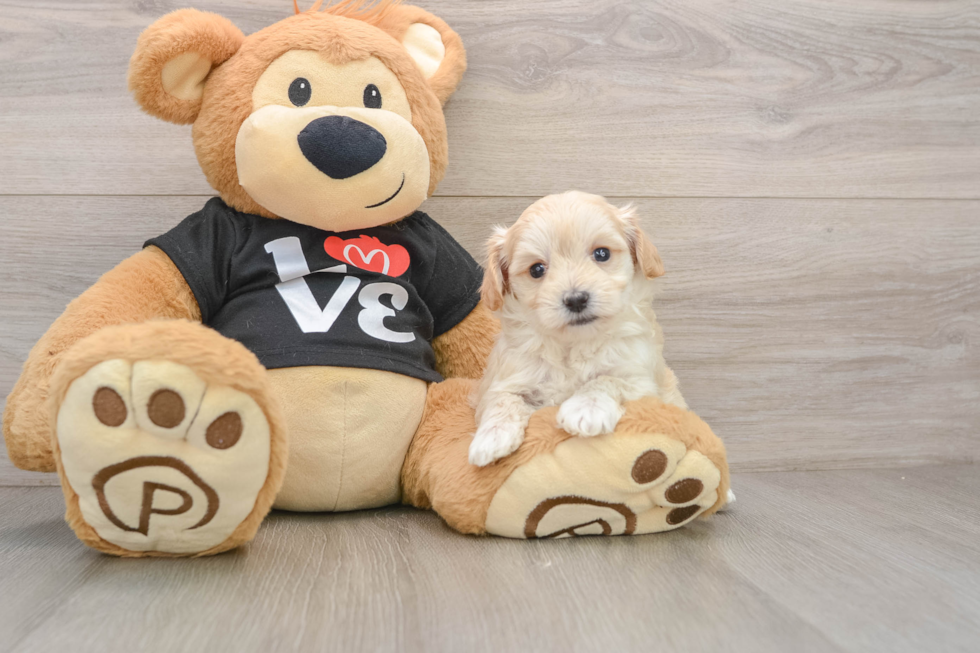 Maltipoo Pup Being Cute