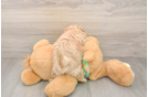 Hypoallergenic Maltidoodle Poodle Mix Puppy