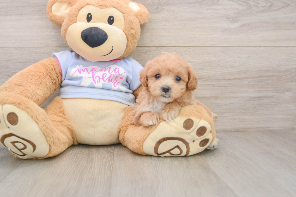 Maltipoo Pup Being Cute