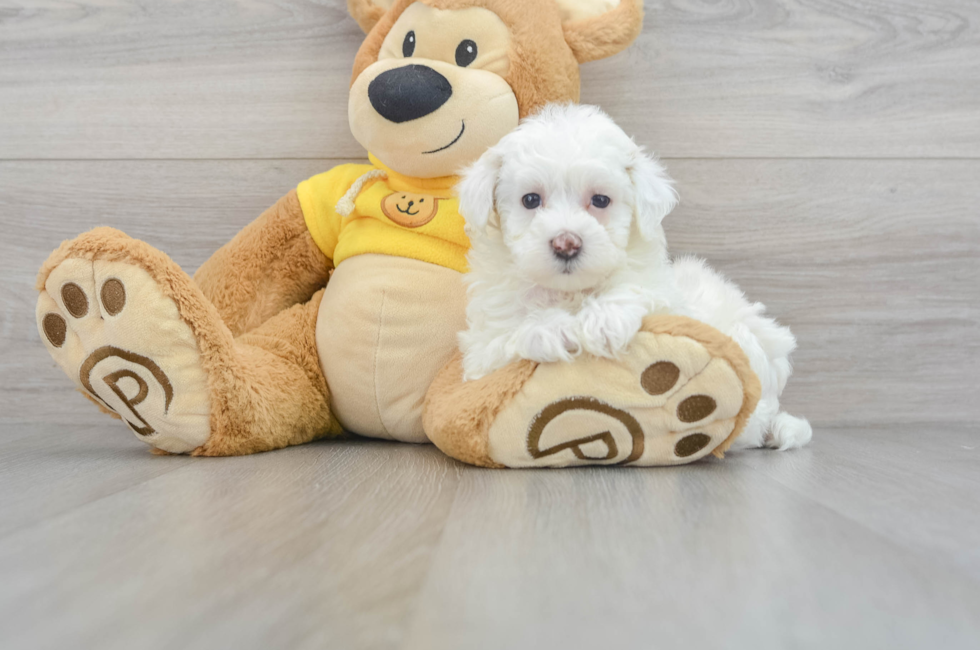 9 week old Maltipoo Puppy For Sale - Puppy Love PR