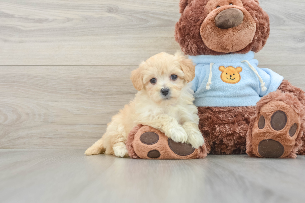 Little Multipoo Poodle Mix Puppy