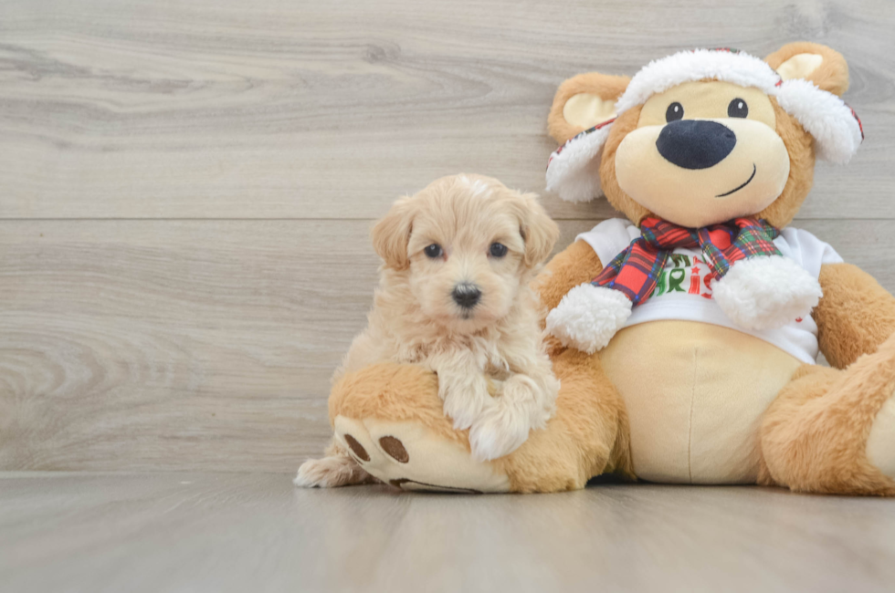 5 week old Maltipoo Puppy For Sale - Puppy Love PR