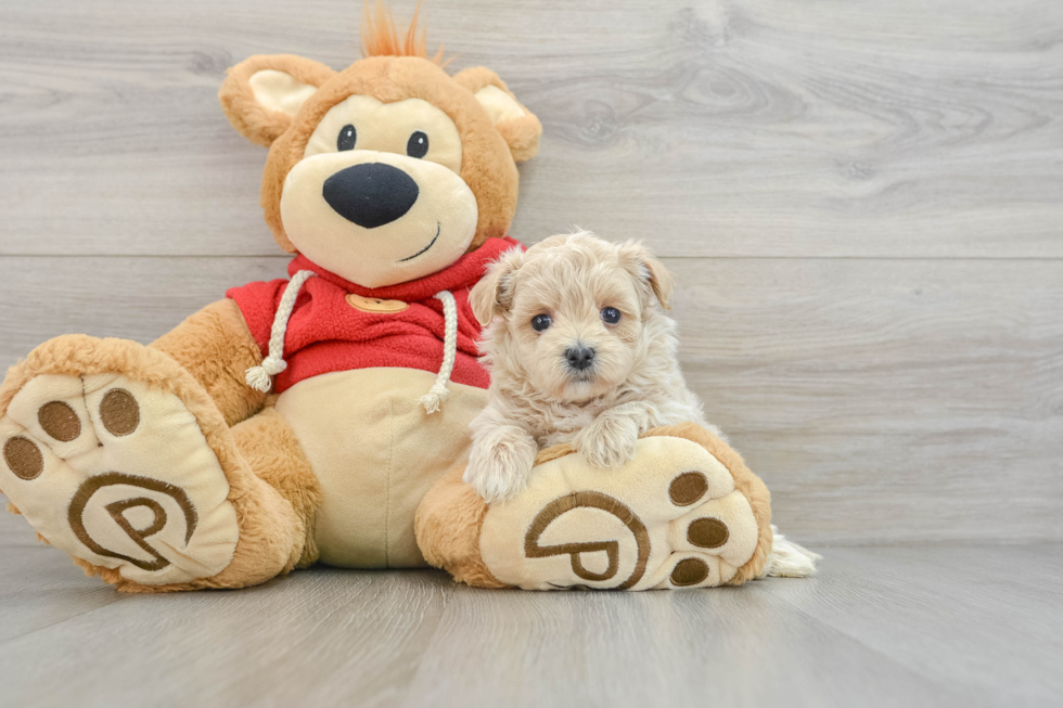 Happy Maltipoo Baby