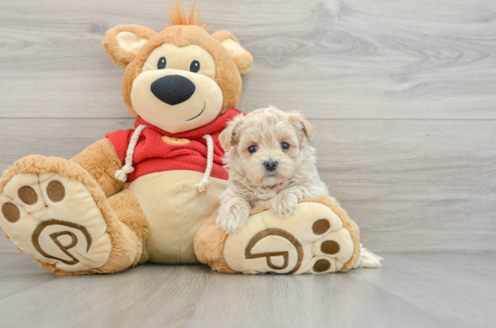 Happy Maltipoo Baby