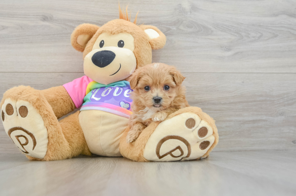 6 week old Maltipoo Puppy For Sale - Puppy Love PR