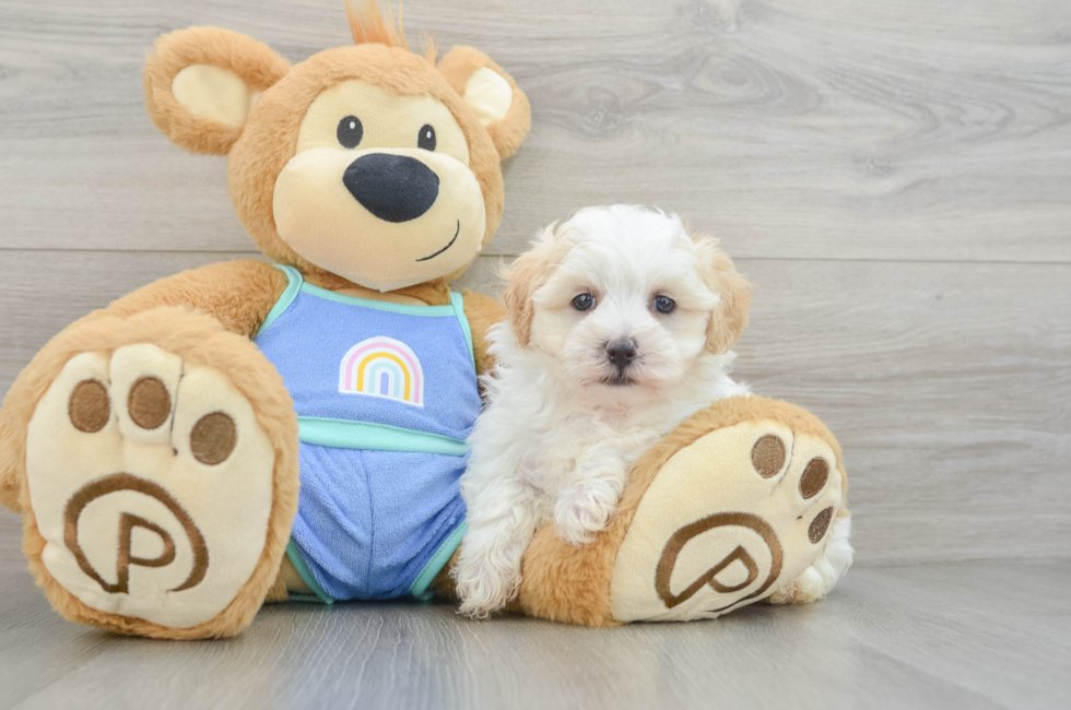 6 week old Maltipoo Puppy For Sale - Puppy Love PR