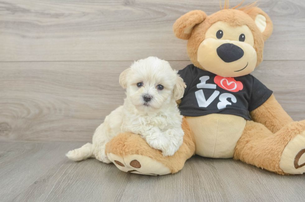 5 week old Maltipoo Puppy For Sale - Puppy Love PR