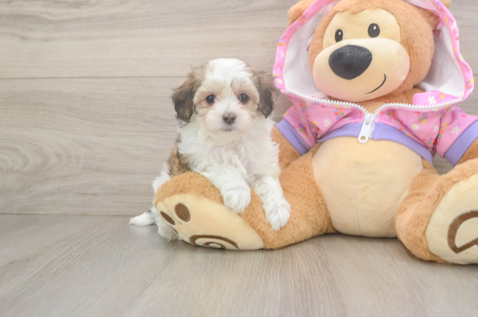 6 week old Maltipoo Puppy For Sale - Puppy Love PR