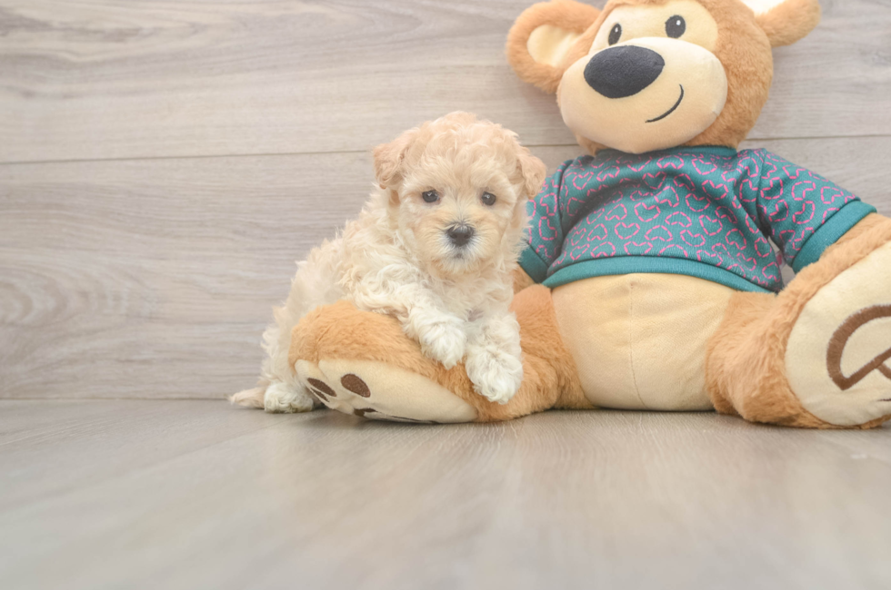 5 week old Maltipoo Puppy For Sale - Puppy Love PR