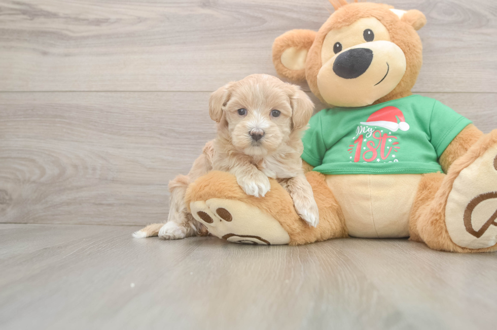 5 week old Maltipoo Puppy For Sale - Puppy Love PR