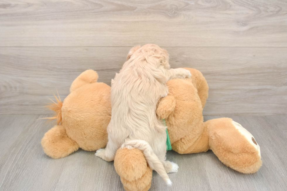 Maltipoo Puppy for Adoption