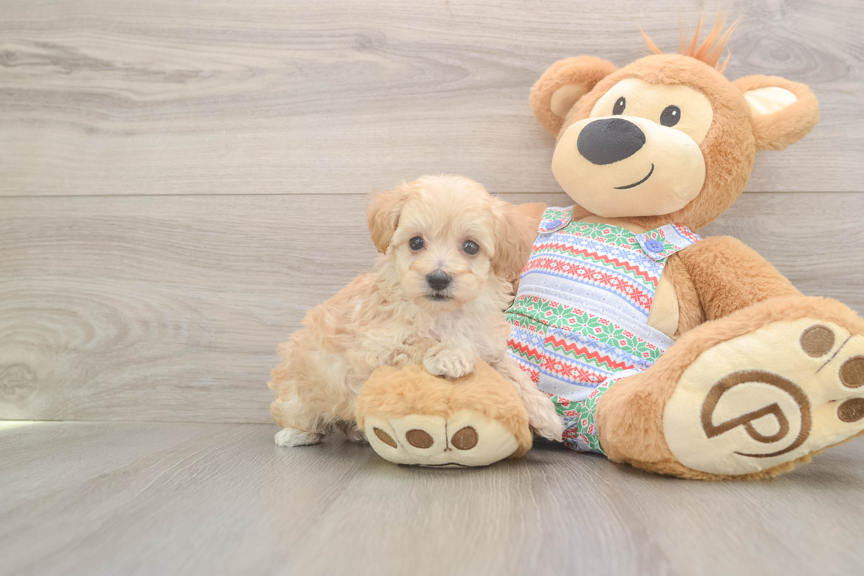 Petite Maltipoo Poodle Mix Pup