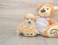 7 week old Maltipoo Puppy For Sale - Puppy Love PR