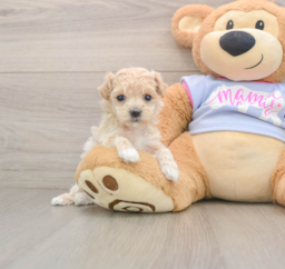7 week old Maltipoo Puppy For Sale - Puppy Love PR