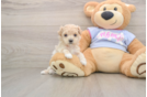 Maltipoo Puppy for Adoption