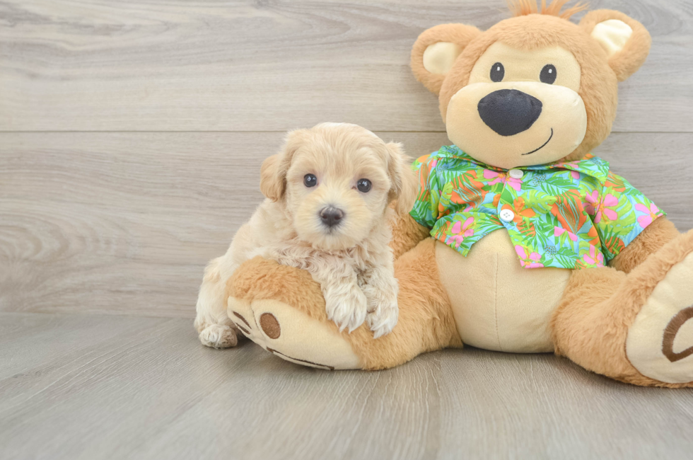 7 week old Maltipoo Puppy For Sale - Puppy Love PR