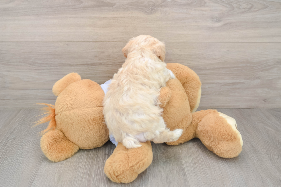 Maltipoo Pup Being Cute