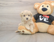 9 week old Maltipoo Puppy For Sale - Puppy Love PR