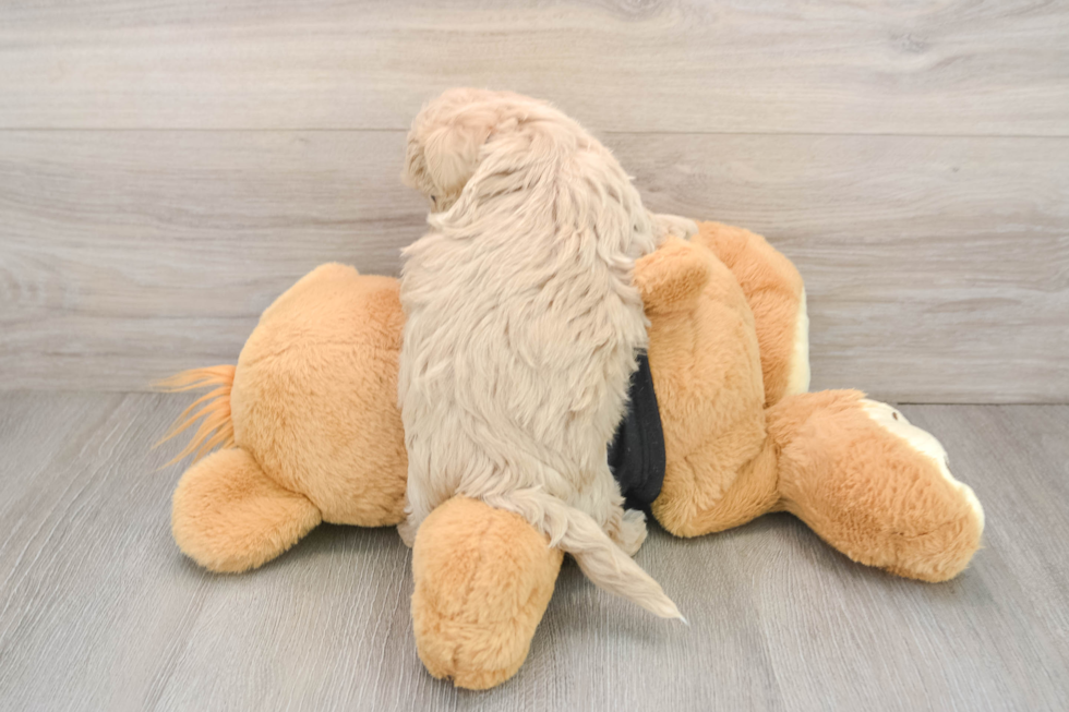 Smart Maltipoo Poodle Mix Pup