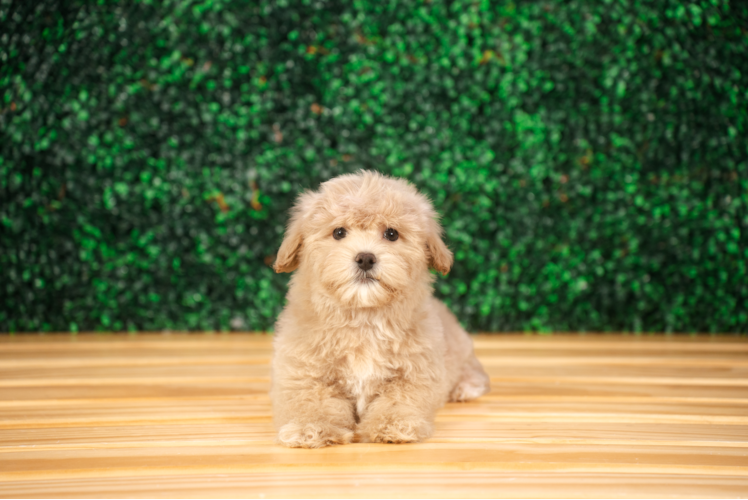 Best Maltipoo Baby
