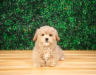 10 week old Maltipoo Puppy For Sale - Puppy Love PR