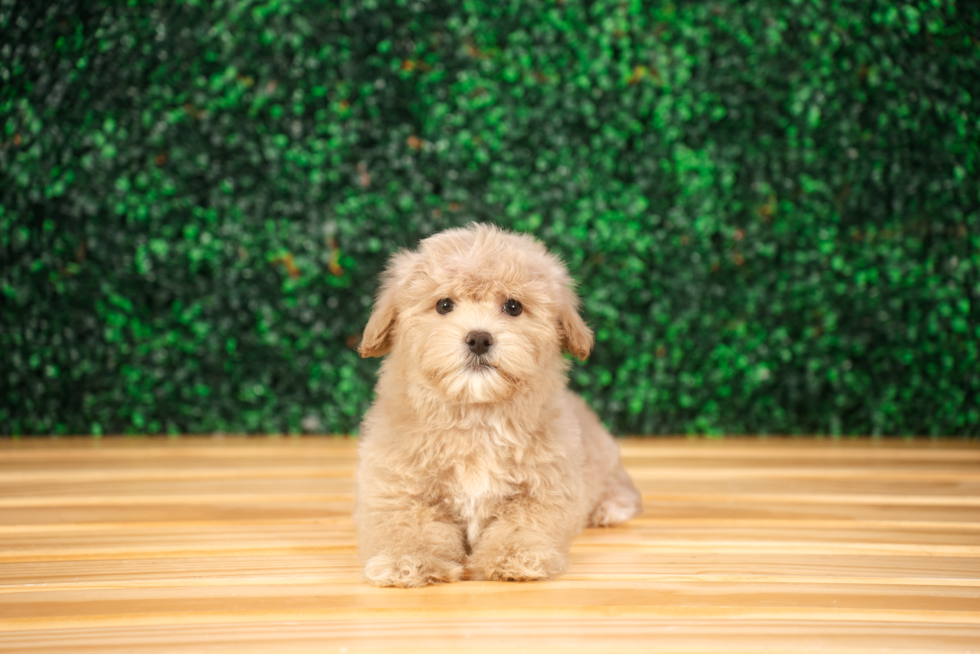 Best Maltipoo Baby