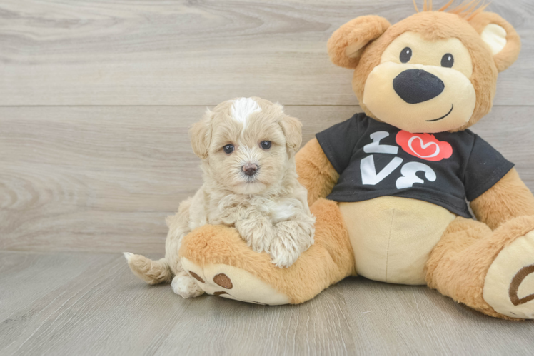 Best Maltipoo Baby