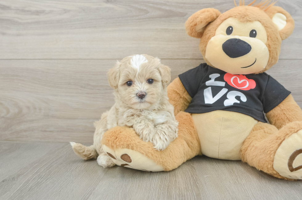 5 week old Maltipoo Puppy For Sale - Puppy Love PR