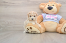 Smart Maltipoo Poodle Mix Pup