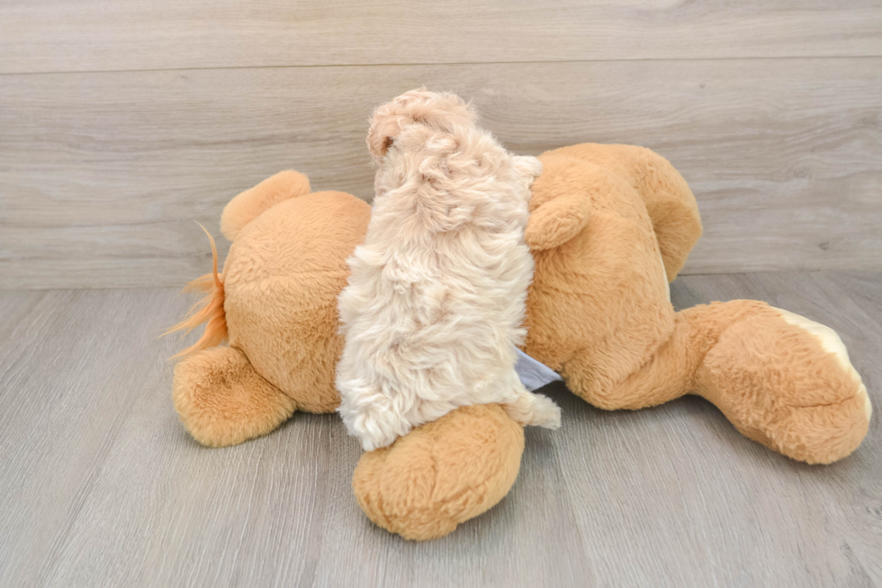 Smart Maltipoo Poodle Mix Pup