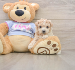 8 week old Maltipoo Puppy For Sale - Puppy Love PR