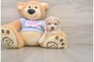 Adorable Moodle Poodle Mix Puppy