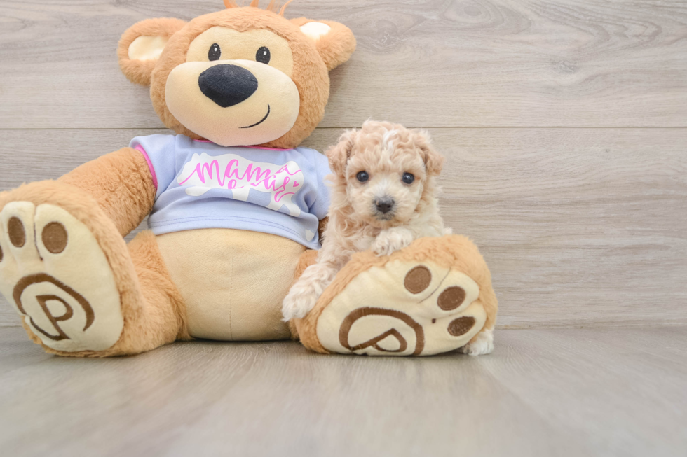 Adorable Moodle Poodle Mix Puppy